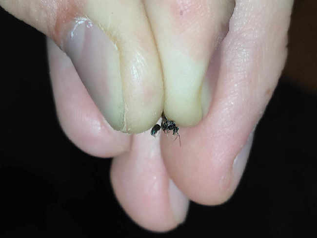 Flight image for Formicidae on 30 Jul 2025