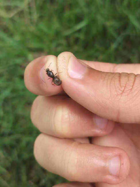 Flight image for Lasius niger group on 11 Jul 2025