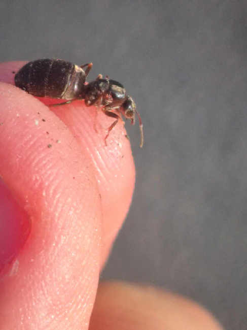 Flight image for Lasius niger group on 21 Jun 2025