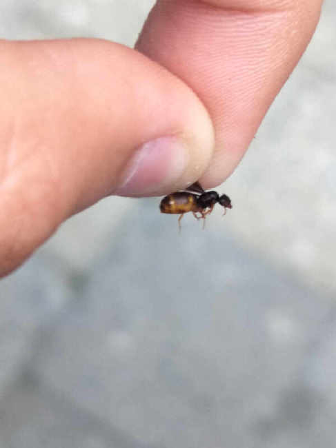 Flight image for Lasius flavus on 13 Jul 2025