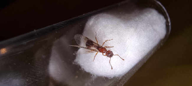 Flight image for Myrmica cf. rugulosa on 8 Aug 2025