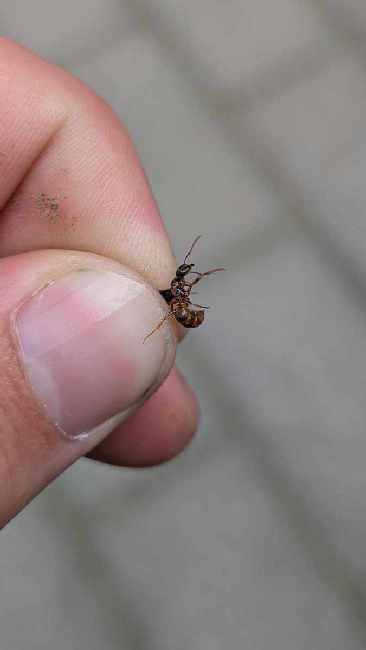 Flight image for Lasius umbratus group on 8 Aug 2025