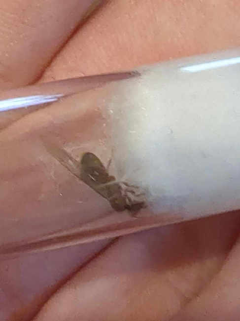 Flight image for Lasius sp. on 3 Jul 2025