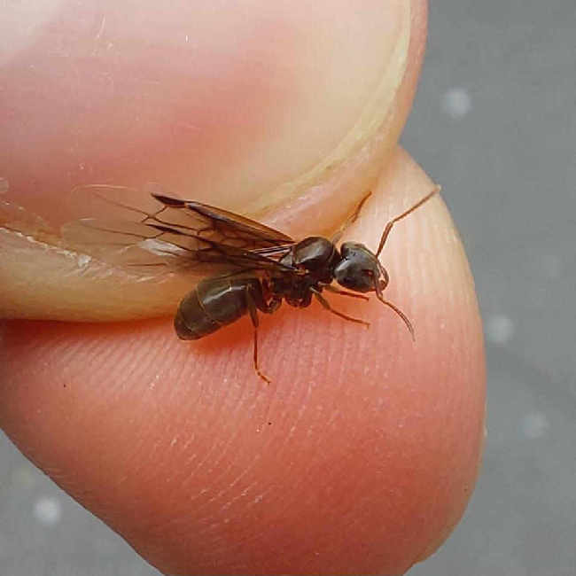 Flight image for Lasius umbratus group on 13 Jul 2025