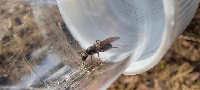 Flight image for Formica fusca on 19 Jul 2025