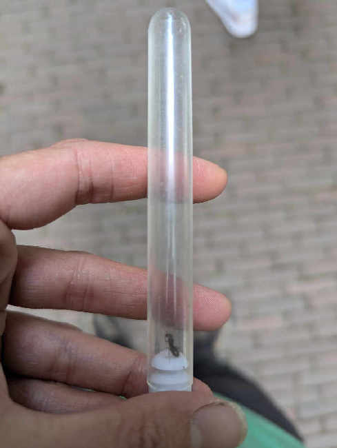 Flight image for Lasius umbratus group on 14 Jul 2025