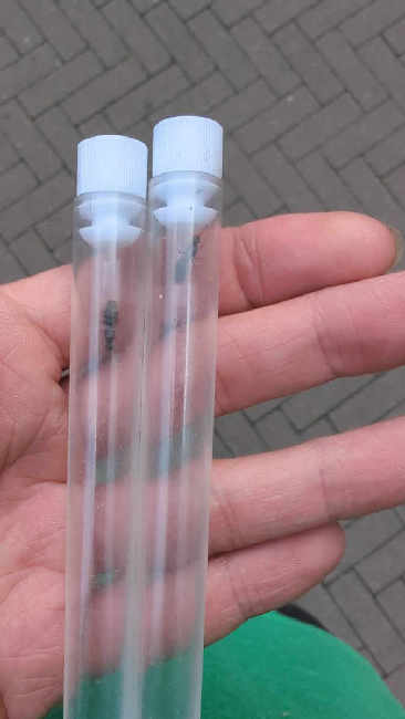 Flight image for Lasius niger group on 13 Jul 2025