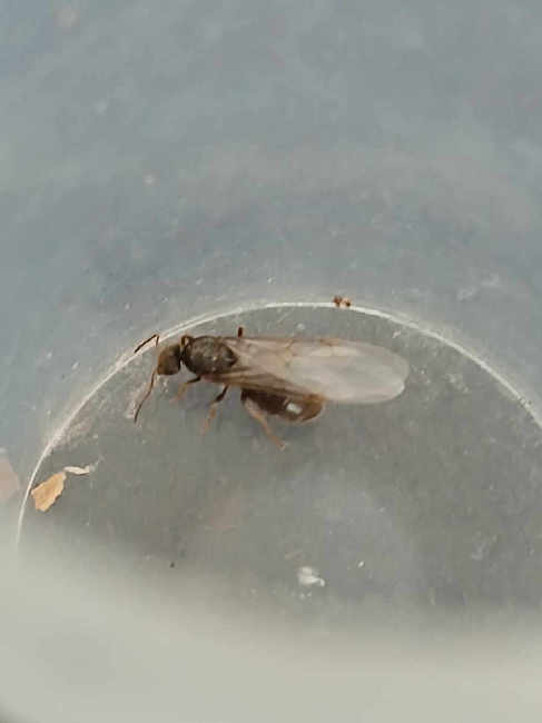 Flight image for Lasius niger group on 30 Jun 2025