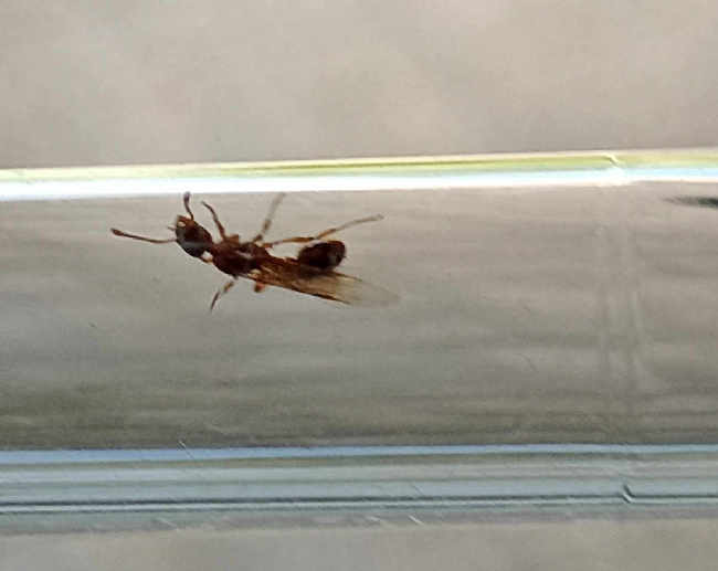 Flight image for Myrmica sp. on 13 Aug 2025