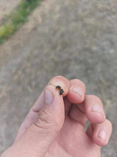 Flight image for Lasius niger group on 16 Jun 2025