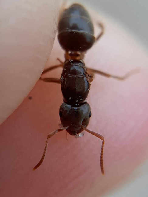 Flight image for Lasius umbratus on 20 Sept 2025