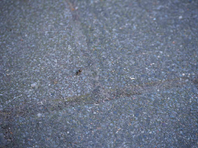 Flight image for Lasius niger group on 1 Jul 2025