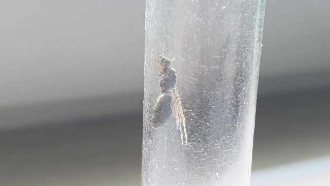 Flight image for Lasius niger group on 20 Jul 2025