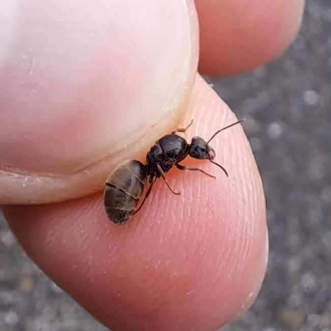 Flight image for Lasius niger group on 14 Jul 2025