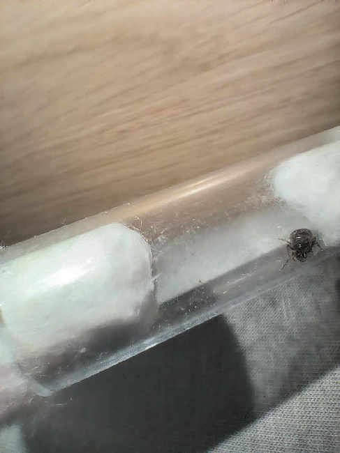 Flight image for Lasius niger group on 13 Jun 2025