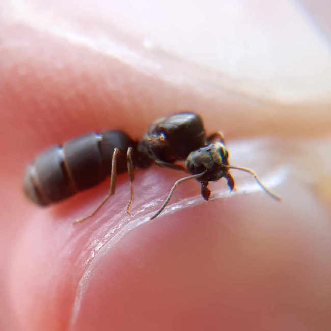 Flight image for Lasius niger on 8 Aug 2025