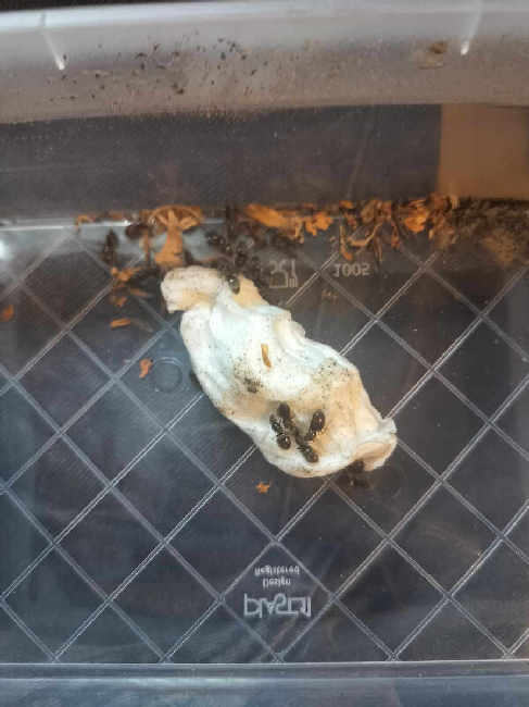 Flight image for Lasius niger group on 10 Jul 2025