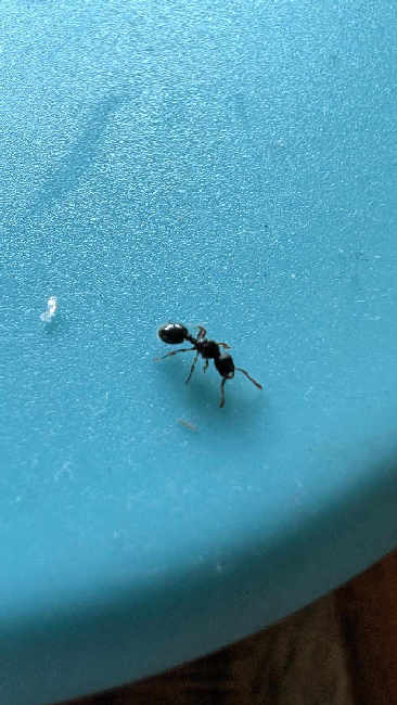 Flight image for Myrmecina graminicola on 10 Aug 2025