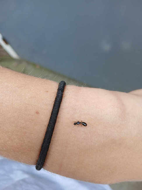 Flight image for Tetramorium caespitum on 13 Jun 2025