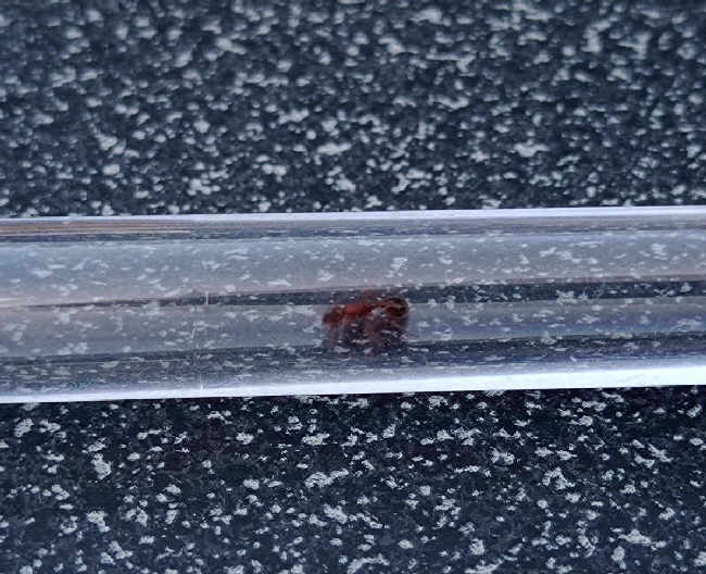 Flight image for Myrmica sp. on 12 Aug 2025