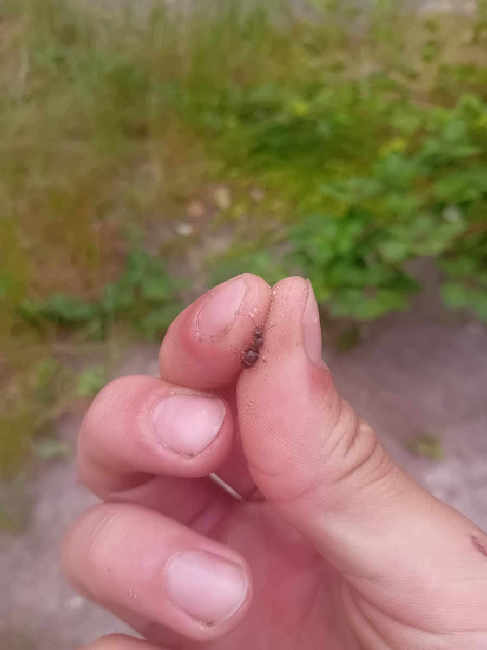 Flight image for Lasius niger group on 22 Jun 2025