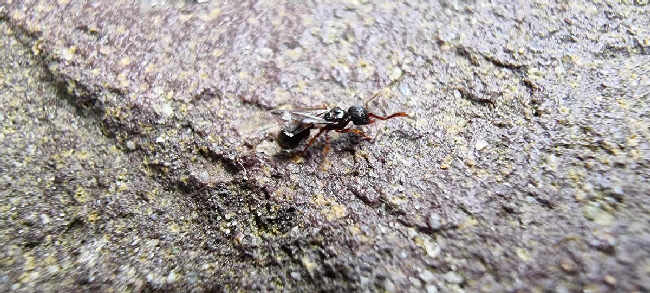 Flight image for Myrmecina graminicola on 1 Sept 2025