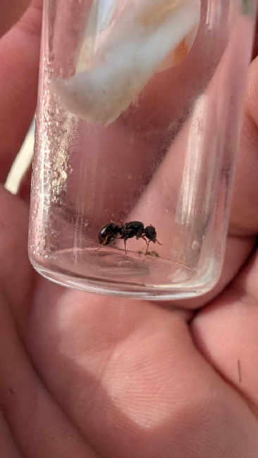 Flight image for Tetramorium sp. on 9 Aug 2025