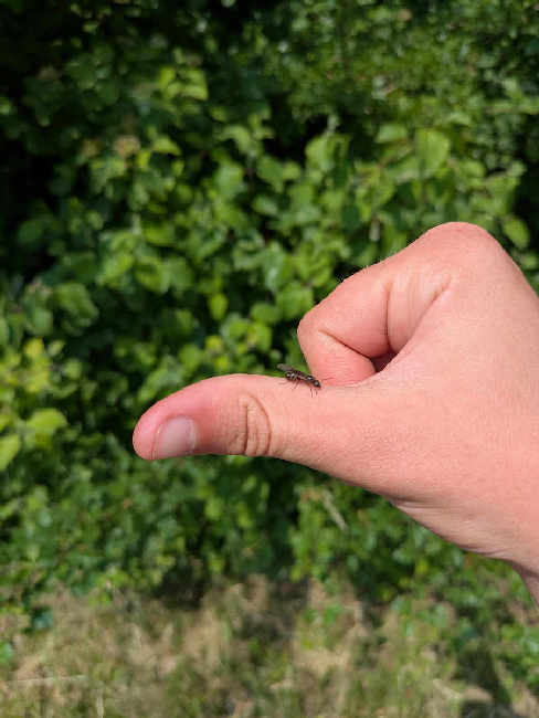 Flight image for Formica cunicularia on 11 Jun 2025