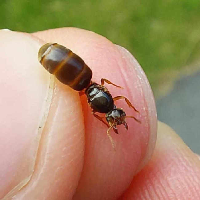 Flight image for Lasius flavus on 13 Jul 2025