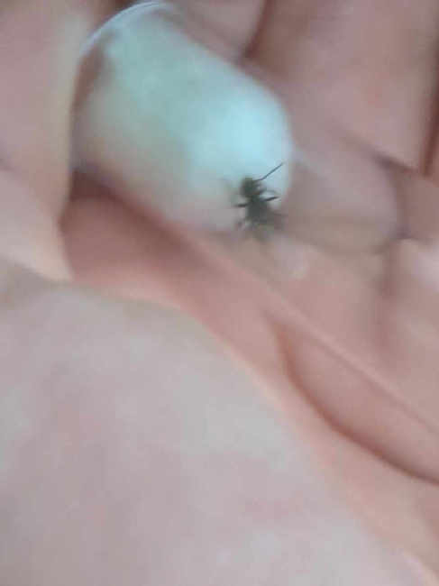 Flight image for Lasius niger group on 1 Jul 2025