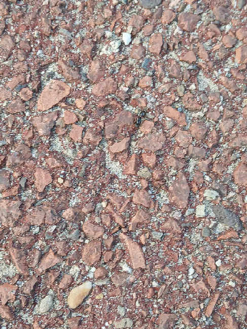 Flight image for Tetramorium sp. on 1 Jun 2025