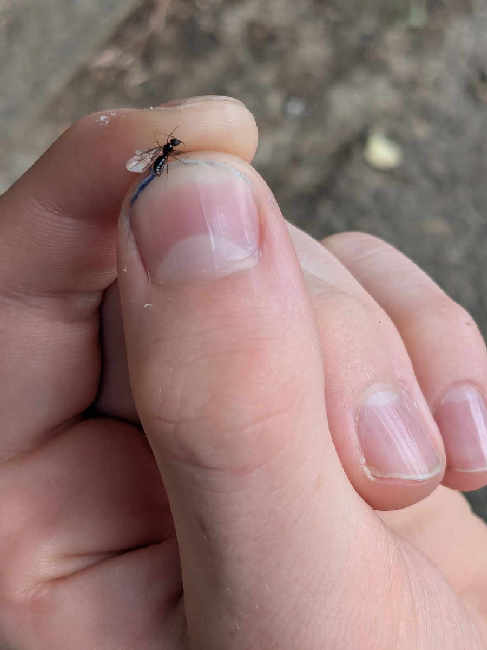 Flight image for Formicidae on 29 May 2025