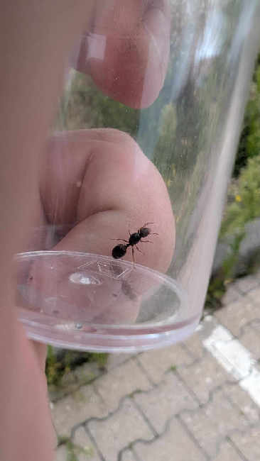 Flight image for Tetramorium caespitum group on 7 Aug 2025