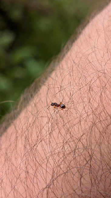 Flight image for Myrmica scabrinodis group on 8 Aug 2025