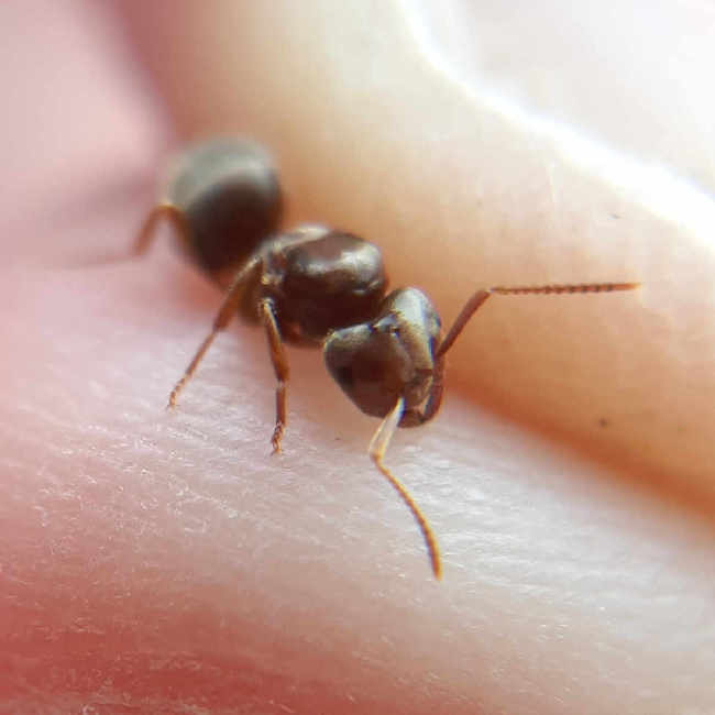 Flight image for Lasius umbratus group on 8 Aug 2025