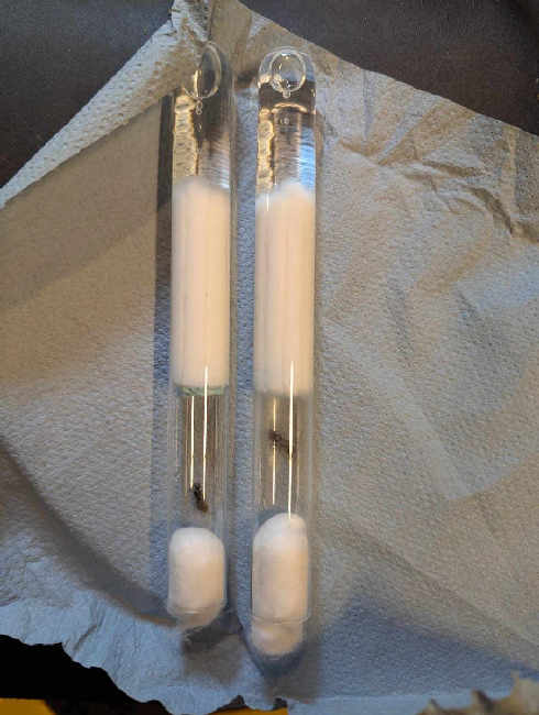 Flight image for Lasius niger group on 20 Jul 2025