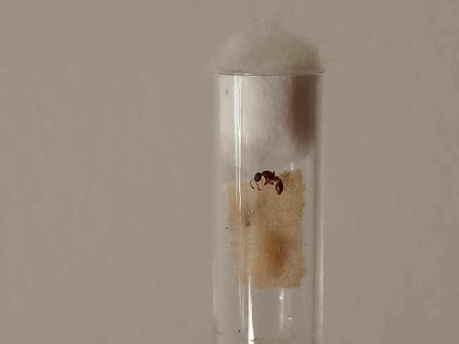 Flight image for Leptothorax sp. on 7 Aug 2025