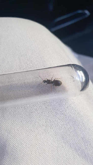 Flight image for Lasius niger group on 10 Jul 2025