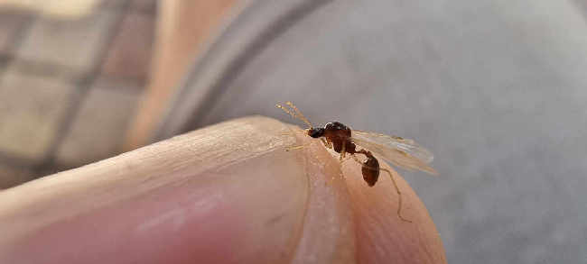 Flight image for Aphaenogaster subterranea on 15 Aug 2025