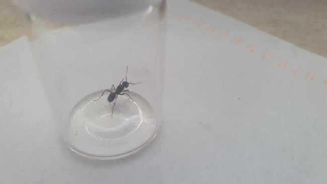 Flight image for Lasius fuliginosus on 11 Jul 2025