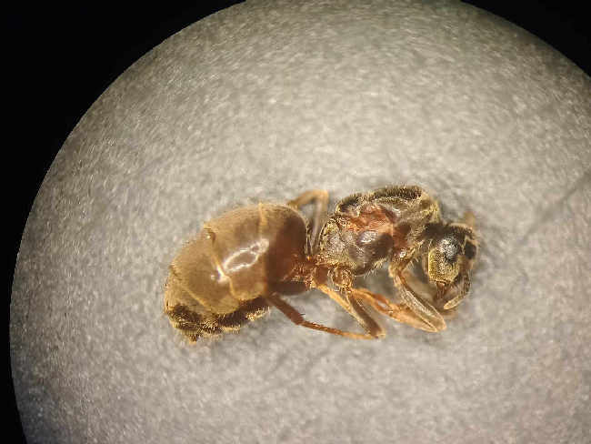 Flight image for Lasius niger on 8 Aug 2025