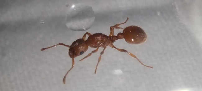 Flight image for Myrmica sabuleti on 14 Aug 2025