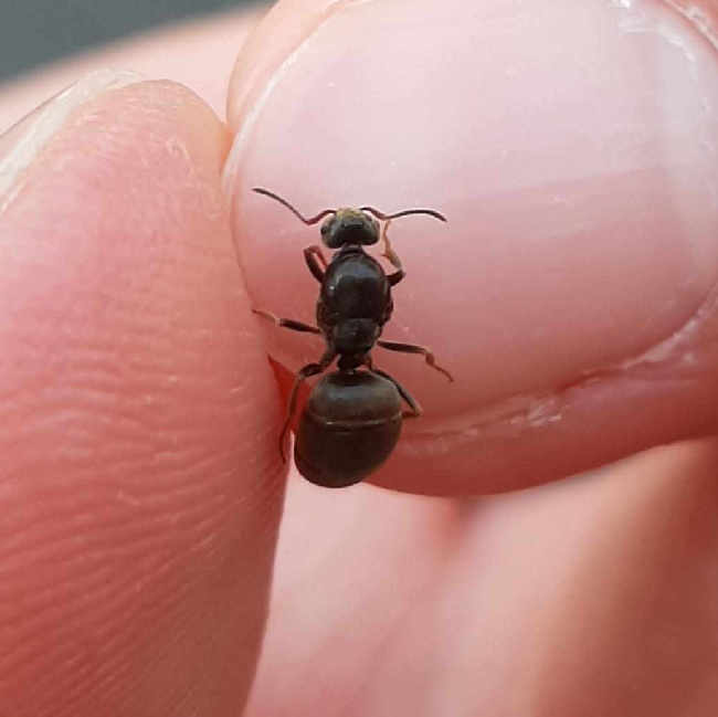 Flight image for Lasius niger group on 13 Aug 2025