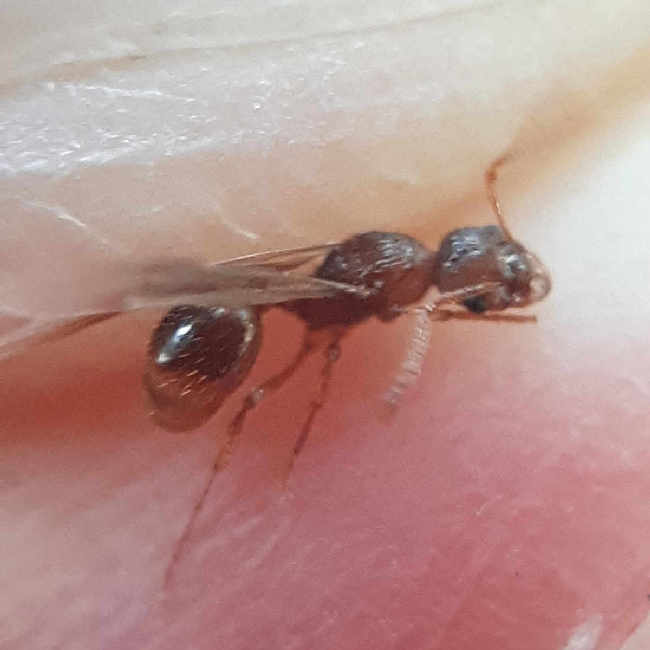 Flight image for Myrmica ruginodis on 9 Aug 2025