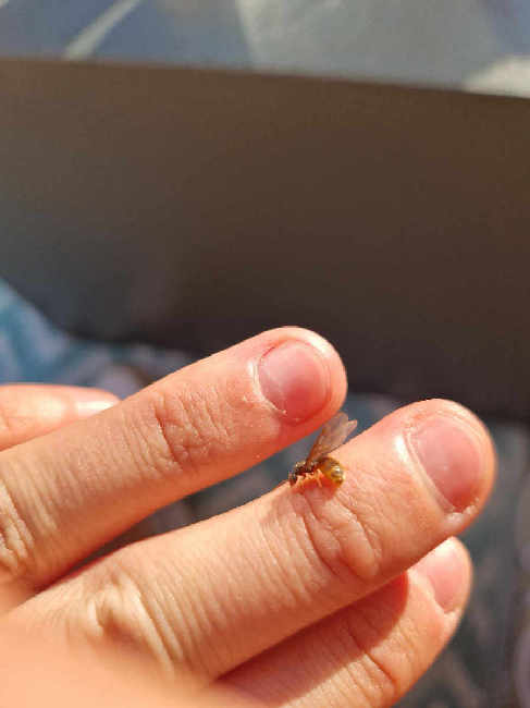 Flight image for Lasius flavus on 17 Jul 2025