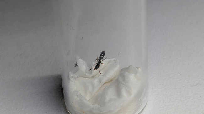 Flight image for Ponera coarctata on 8 Aug 2025