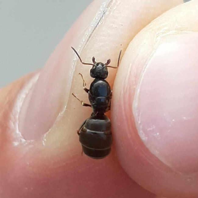 Flight image for Lasius niger group on 11 Aug 2025