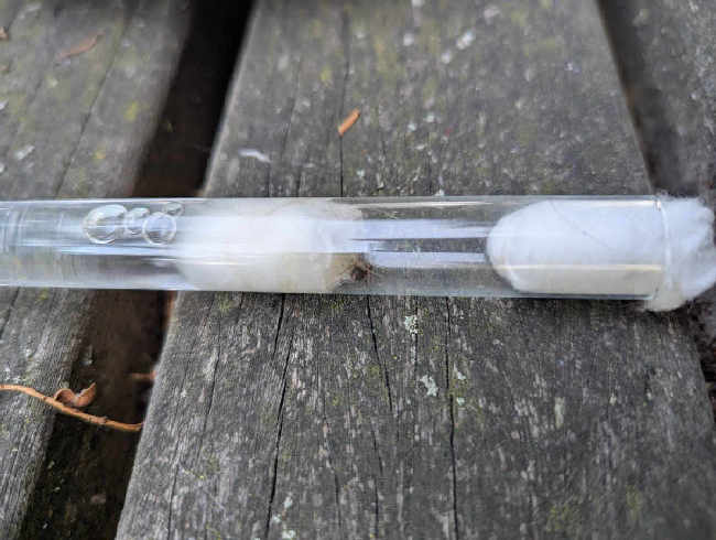 Flight image for Lasius umbratus group on 1 Jul 2025