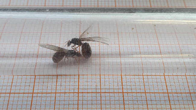 Flight image for Lasius flavus on 20 Jul 2025