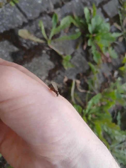 Flight image for Lasius niger group on 20 Jun 2025